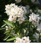 Choisya Aztec Pearl Fragrant Evergreen Shrub Supplied in a 3 Litre Pot