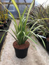 Phormium Yellow Wave Evergreen Shrub Large 80-90cm Plant in a 3 Litre Pot