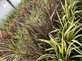 Phormium Yellow Wave Evergreen Shrub Large 80-90cm Plant in a 3 Litre Pot