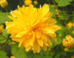 Kerria Japonica Pleniflora Yellow Pom Pom Plant Large 3-4ft in a 3 Litre Pot