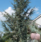 Cedrus Atlantica Glauca Blue Atlas Cedar Tree 3ft Tall Supplied in a 3 Litre Pot