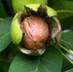 Patio Dwarf Walnut Fruit Tree, Juglans Regia Supplied in a 5 Litre Pot