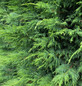 Green Leylandii Cupressocyparis Hedging Trees 4ft/4ft+ Pack of 10 in 3 Litre Pots