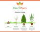 Cedrus Deodara Evergreen Cedar Tree in a 3 Litre Pot