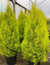 Cypress Goldcrest Conifer Tree Evergreen Plant 2.5-3ft Extra Large Supplied in a 7.5 Litre Pot