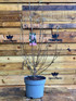Magnolia Susan Tree 2.5-3ft Extra Large Specimen Plant Supplied in a 7.5 Litre Pot