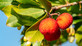 Arbutus Unedo Compacta The Evergreen Strawberry Tree Shrub Supplied in a 2 Litre Pot