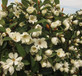 Magnolia Fairy Honey Velvet Evergreen Magnolia Tree Large 30-40cm Tall Supplied in a 2/3 Litre Pot