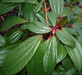 Viburnum Davidii Evergreen Shrub Plant Large 30-40cm Tall Supplied in a 3 Litre Pot
