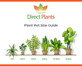 Fatsia Japonica Variegata Variegated Evergreen Shrub Plant Large in a 3 Litre Pot