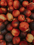 Prunus Nectarine Fruit Tree 5-6ft Supplied in a 7.5 Litre Pot