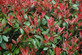 Photinia Carre Rouge Red Robin Plant Extra Large 2-3ft Tall in a 7.5 Litre Pot