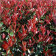 Photinia Carre Rouge Red Robin Plant Extra Large 2-3ft Tall in a 7.5 Litre Pot