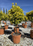 Euonymus Aureomarginata Evergreen Standard Tree 100cm+ Tall Supplied in a 15 Litre Pot