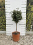 Elaeagnus Compacta Evergreen Standard Tree 100cm+ Tall Supplied in a 15 Litre Pot