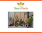 3x Peach Peregrine Fruit Trees UK Hardy 5-6ft Self Fertile