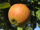 Dwarf Cox's Orange Pippin Apple Fruit Tree 120-150cm Tall in a 5 Litre Pot M26 Rootstock