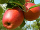 Dwarf Braeburn Apple Fruit Tree 120-150cm Tall in a 5 Litre Pot M26 Rootstock