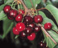 Dwarf Patio Early Rivers Cherry Fruit Tree 4-5ft Tall in a 7.5 Litre Pot