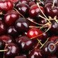 Dwarf Lapins Sweet Cherry Fruit Tree 5ft Tall in a 7.5 Litre Pot Gisela 5 Rootstock