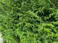 Pallet 50x Large Thuja Plicata Gelderland Western Red Cedar 3.5-4ft in 3 Litre Pots