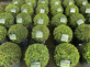 Buxus Sempervirens Extra Large Ball Shaped Plants 30cm Round 7.5 Litre Pot