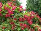 Weigela Red Prince Shrub Large Supplied in a 3 Litre Pot