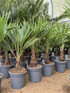 Trachycarpus Fortunei Fan Palm Tree 2.5ft Plant in a 3 Litre Pot