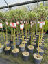 2x Salix Flamingo Nishiki Standard Trees Large 4ft Supplied in 3/5 Litre Pots