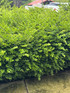 Lonicera Nitida Box Honeysuckle Hedging Plants Pack of 20 30-40cm Supplied in 9cm Pots