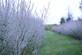 Perovskia Blue Sprire Russian Sage Plant Hardy Shrub Pack of 10