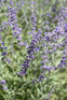 Perovskia Blue Sprire Russian Sage Plant Hardy Shrub Pack of 10