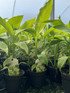 Musa Basjoo Fully Hardy Banana Fruit Tree in a 13cm Litre Pot