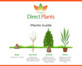 3x 3-4ft Betula Jacquemontii White Stem Himalayan Birch Trees in 2/3 Litre Pots