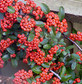 4X 4FT LARGE MIXED PYRACANTHA PLANTS EVERGREEN SHRUBS POTTED (4 COLOURS)