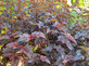 Physocarpus Lady in Red Shrub 3-4ft Tall Supplied in a 3 Litre Pot