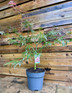 Acer Palmatum Dissectum Crimson Queen 50-60cm in a 7.5 Litre Pot