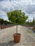Liquidambar Styraciflua Gum Ball 1/4 Standard Lollipop Ornamental Tree 100cm