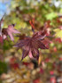 Liquidambar Styraciflua Gum Ball 1/4 Standard Lollipop Ornamental Tree 100cm