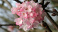 Viburnum Charles Lamont Fragrant Garden Shrub Large Plant in a 3 Litre Pot