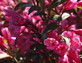 Weigela Florida Purperea Purple Leaf Flowering Shrub Large Plant in a 3 Litre Pot