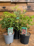 Large Pieris Flaming Silver Shrub Evergreen Garden Plant in a 3 Litre Pot