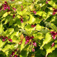 Leycesteria Golden Lanterns Himalayan Honeysuckle Shrub Extra Large Plant Supplied in a 3 Litre Pot