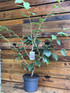 Witchhazel Hamamelis Ruby Glow Shrub Plant 2.5-3ft Extra Large in a 7.5 Litre Pot