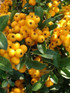 Pyracantha Yellow Soliel D'or Shrub 5-6ft Extra Large Supplied in a 5 Litre Pot