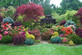 The Flowering Hardy Shrub Selection Garden Border Mix Large Mature Plants Supplied in 3 Litre Pots