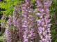 5x Mixed Large Wisteria Climbing Plant Selection Pack Grafted Plants Supplied in 3 Litre Pots