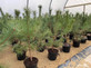 Scot's Pine Tree Pinus Sylvestris Plant Large 50-60cm Supplied in a 2 Litre Pot