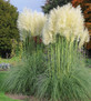 Cortaderia Selloana White Pampas Grass Large Plant Supplied in a 3 Litre Pot