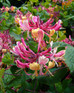 The Fragrant & Flowering Climbing Plants Selection Garden Border Mix Large Mature Plants Supplied in 3 Litre Pots